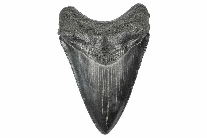 Serrated, Juvenile Megalodon Tooth - South Carolina #340513